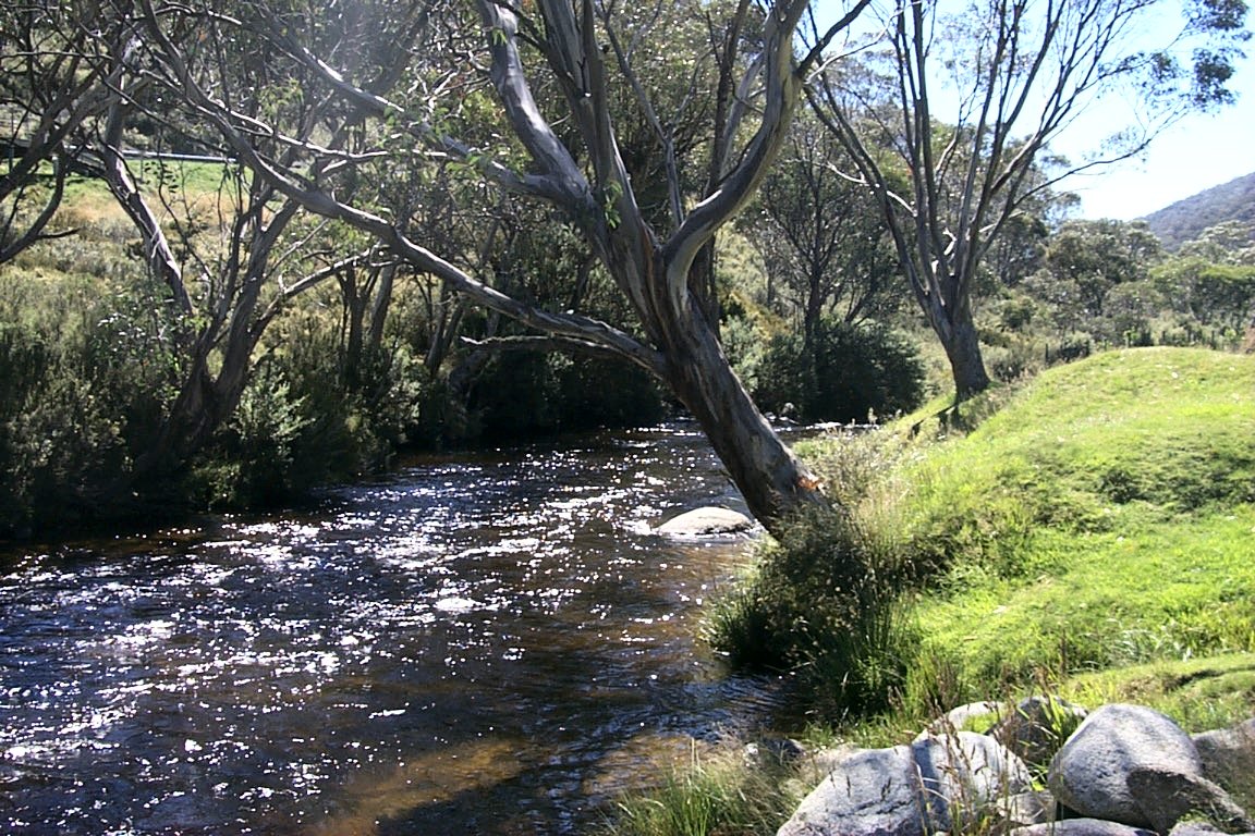 A cool creek flanked by gum trees.