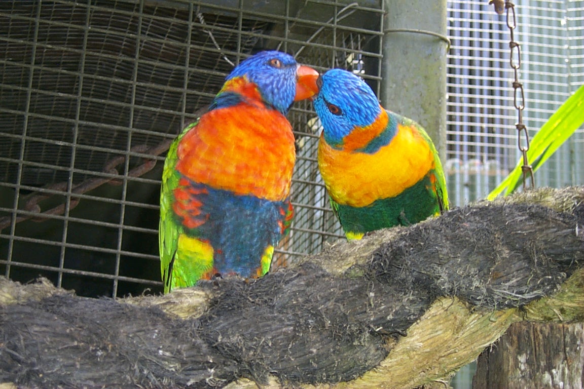 Lorakeets at Karunda Park