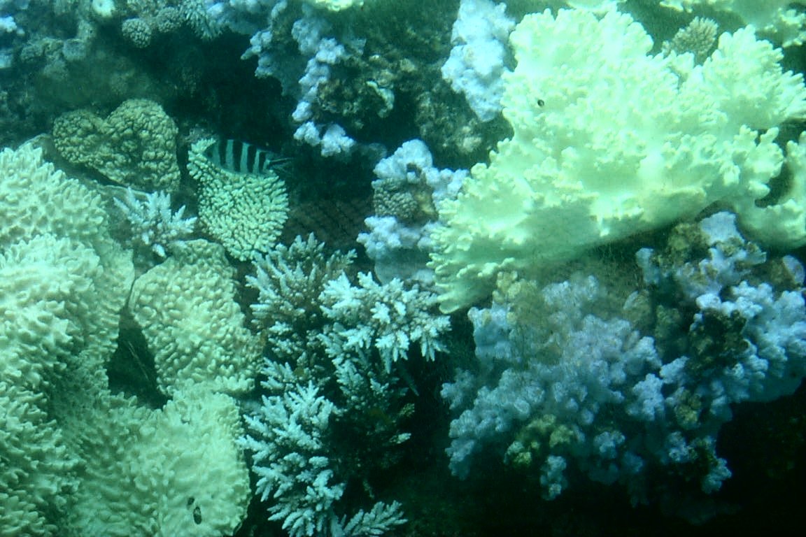 The Great Barrier Reef