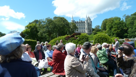 A hawk swooping over the tourists heads with Dunrobin Castle in the background.