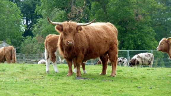 A Heiland Coo at Scone Palace