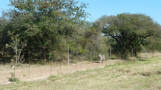 Zebra outside Hoedspruit Airport