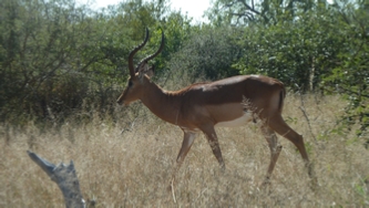 McDonald Impala near Hoedspruit Airport