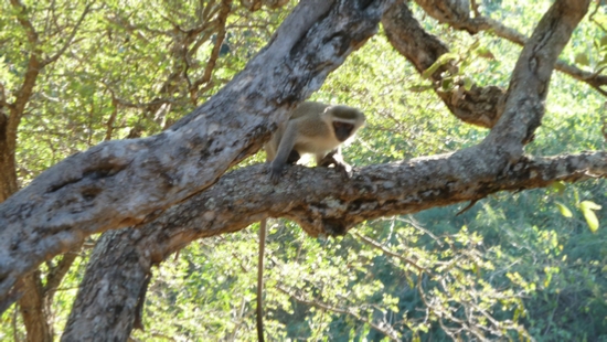 Vervet Monkeys at River Lodge