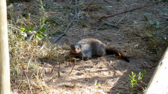 A Mongoose near River Lodge