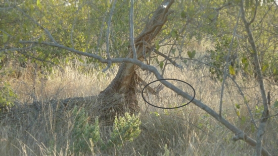 A grey, or bush, duiker in the bush grass