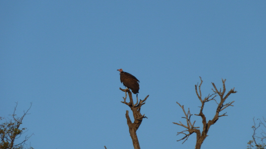 A Vulture looking for a meal