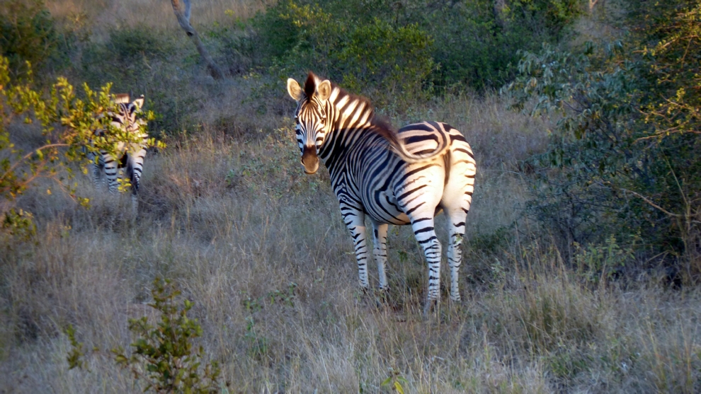 Generally when we saw Zebra, it was butt first