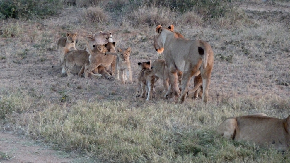 Lionesses and Cubs frolic in the bush