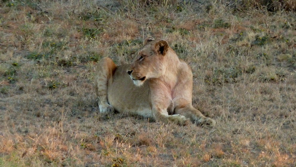 A Lioness basks in the sun