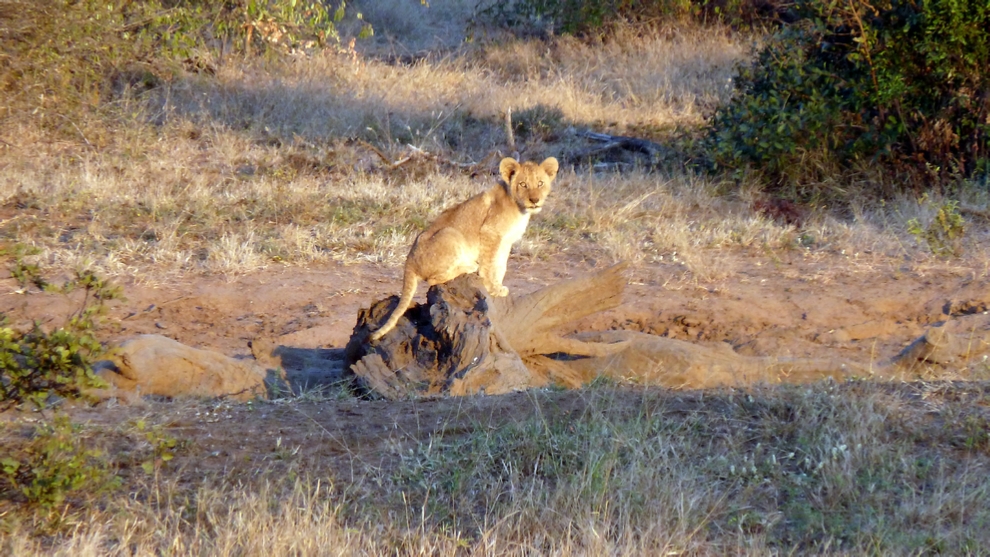 A young cub perches atop a log