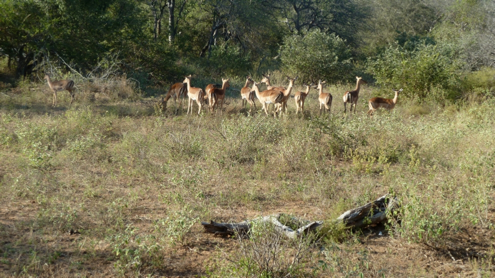 A skittish herd of McDonald’s Impala