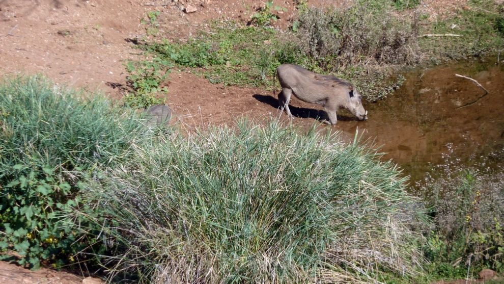 A Warthog stops by the watering hole at River Lodge