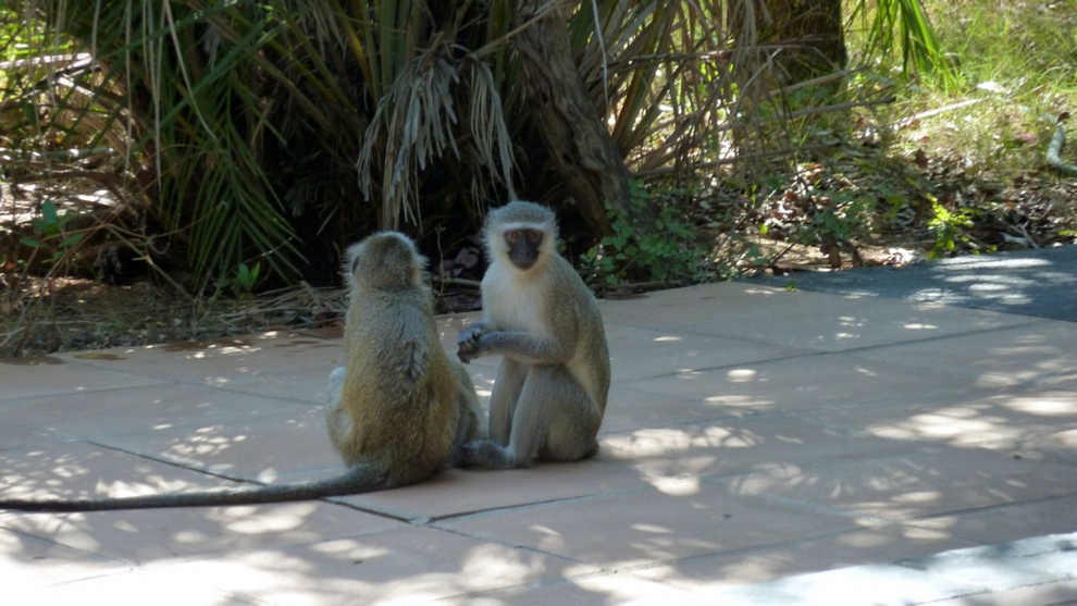 A pair of Vervet Monkeys hanging out at River Lodge