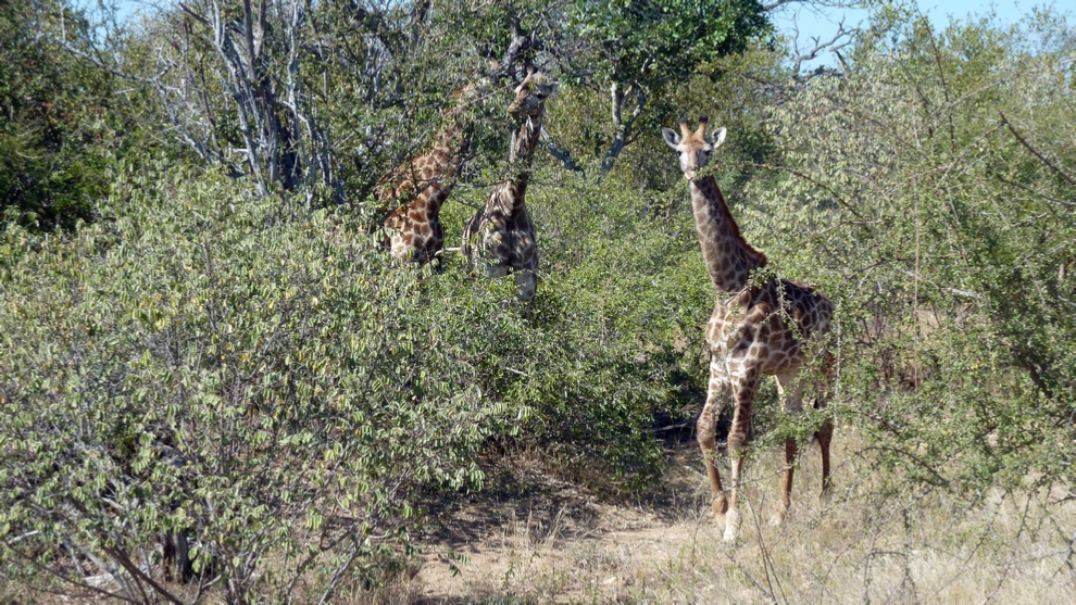 Giraffes grazing on the tender tree tops