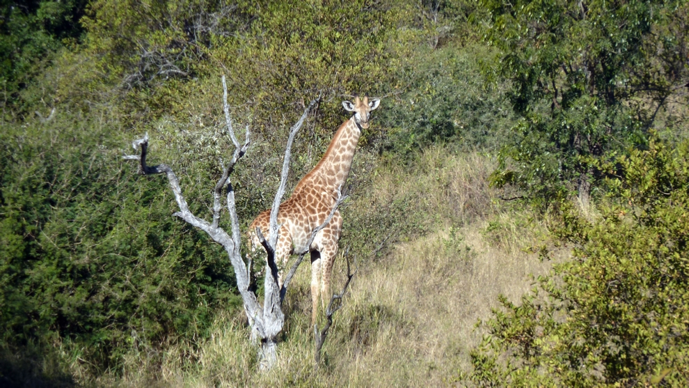 A Giraffe doing a little tourist watching