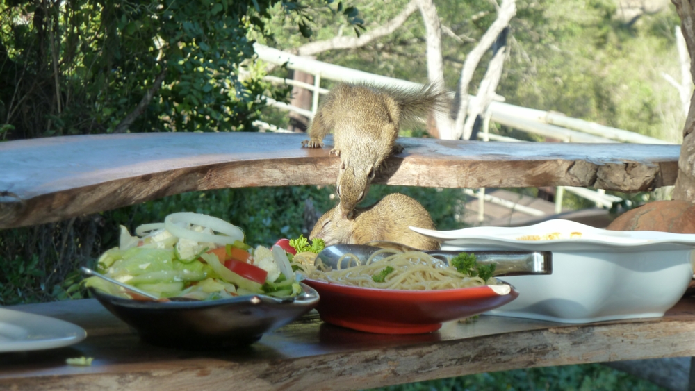 A couple of local Squirrels join us for lunch at Billy’s Lodge