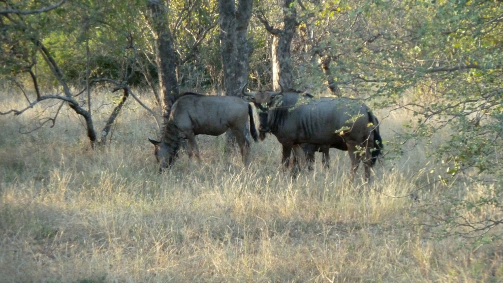 Wildebeests grazing and keeping an eye out for predators