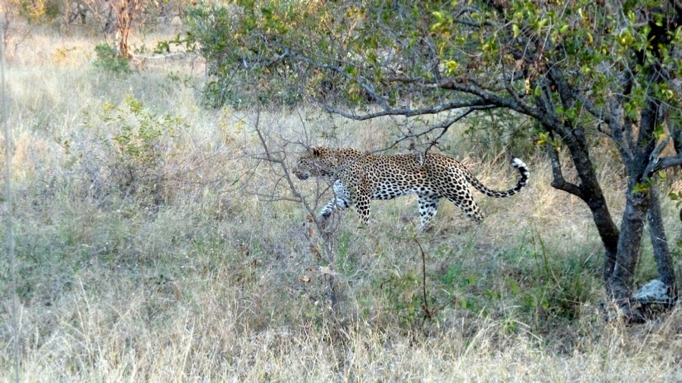 A Leopard appears out of the bush…