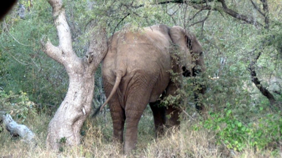 The south end of a north bound Elephant