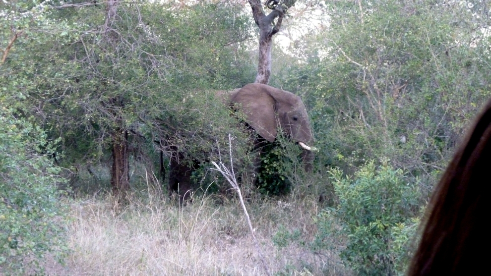 A solitary bull Elephant browsing in the bush