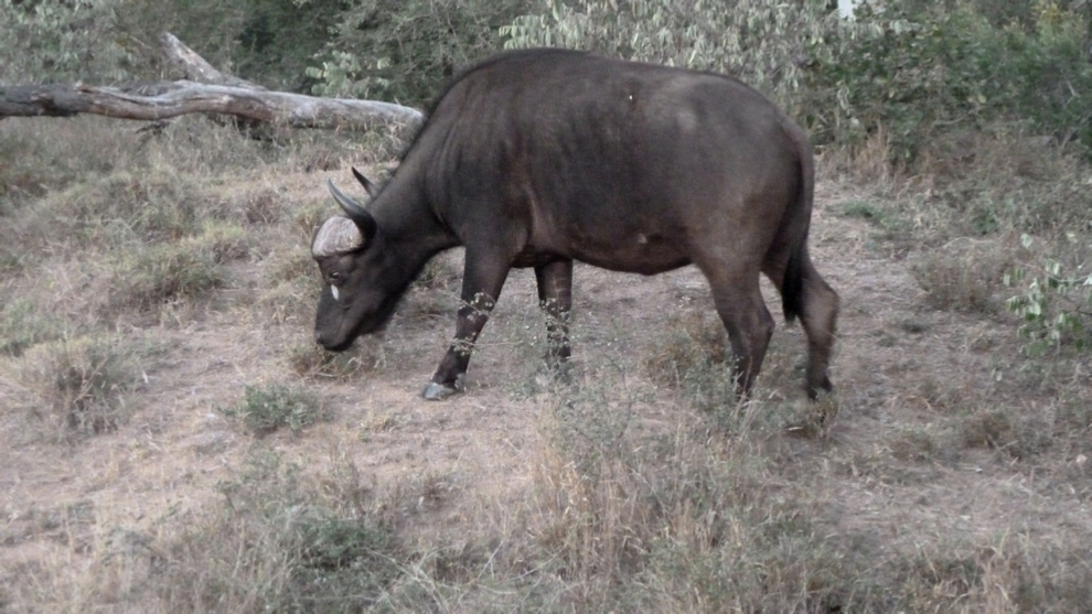 A Cape Buffalo grazing in the bush