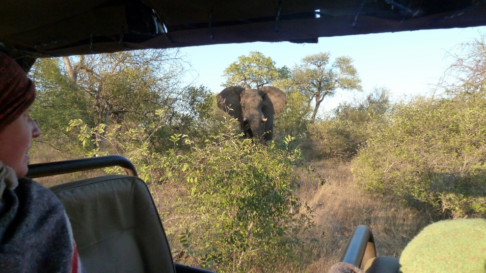 A large bull Elephant flares its ears at Amy…