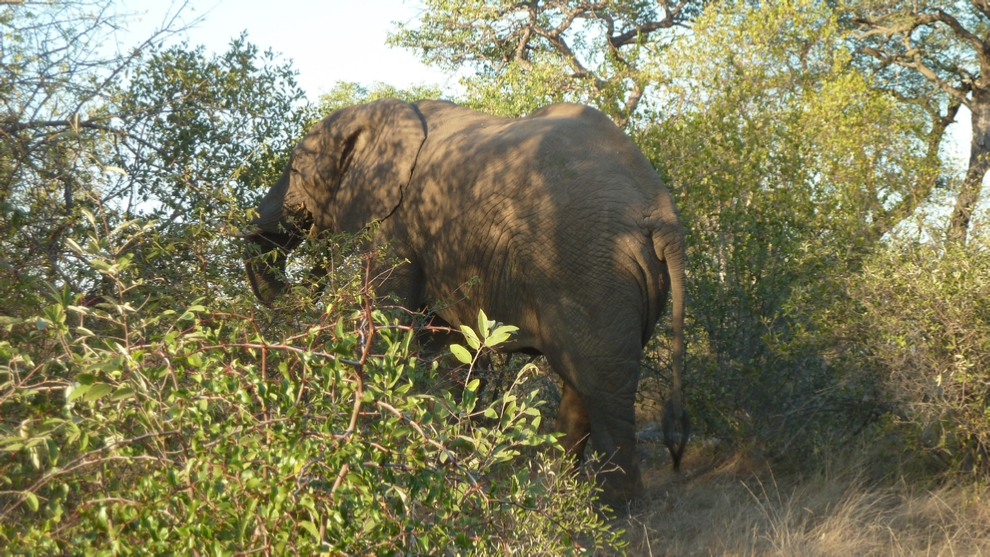 …and saunters back into the bush.