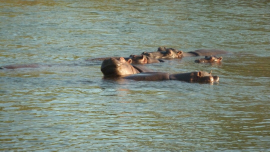 A pod of Hippos lazing in the Olifants River