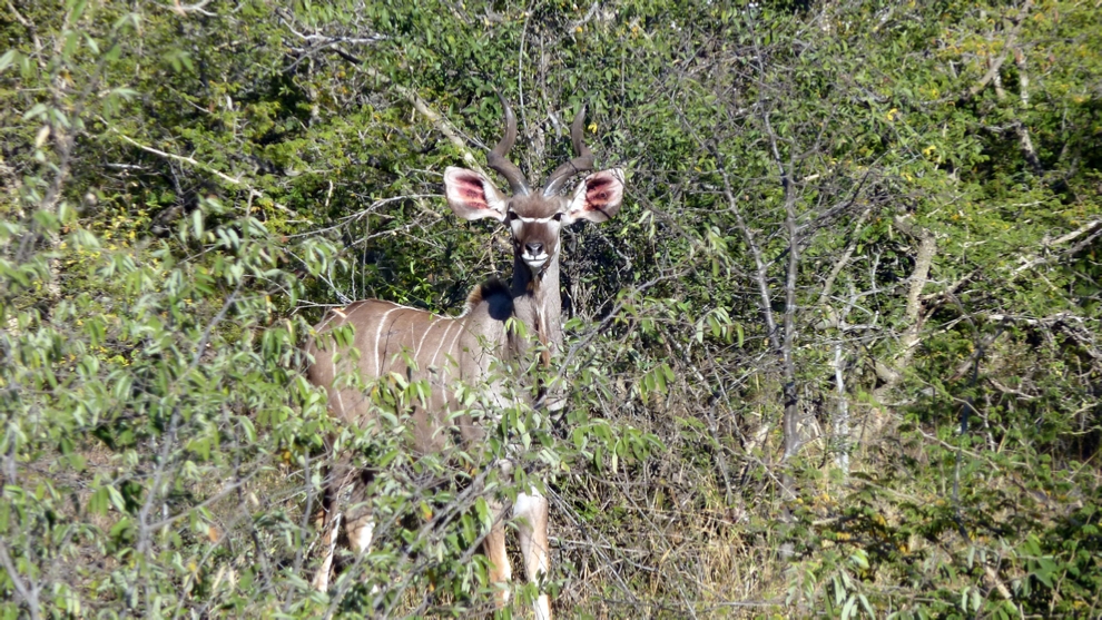 A lone Kudu watches us from the bush