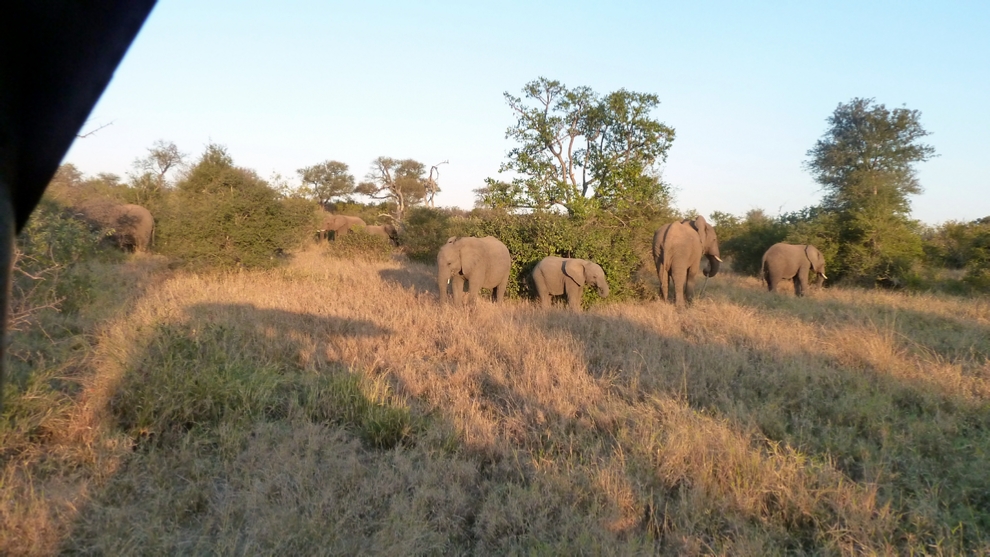 A herd of Elephants grazes in the afternoon light