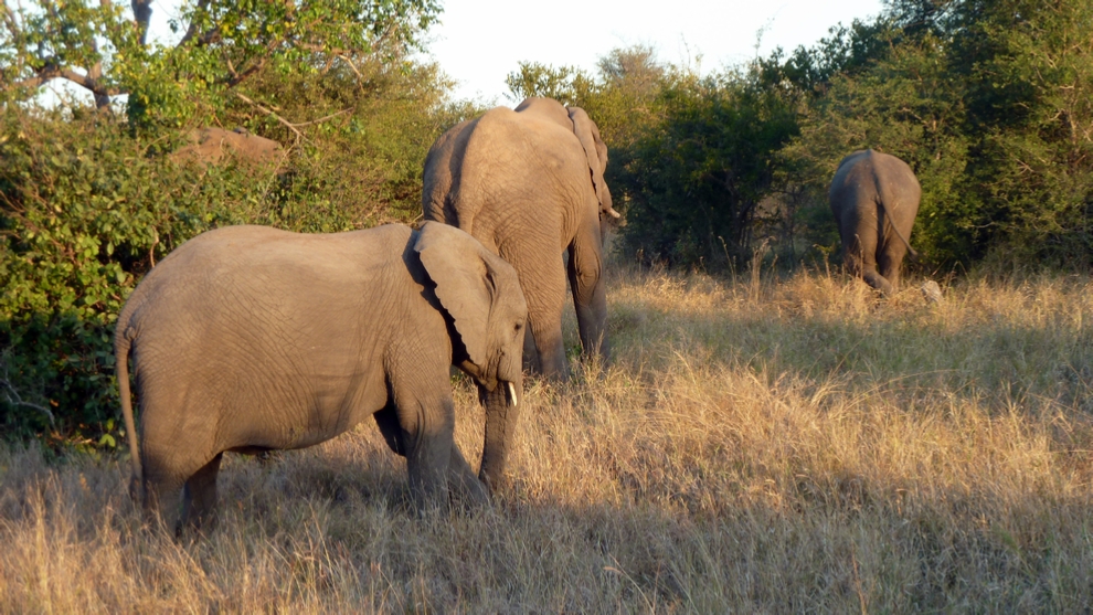 Elephants!