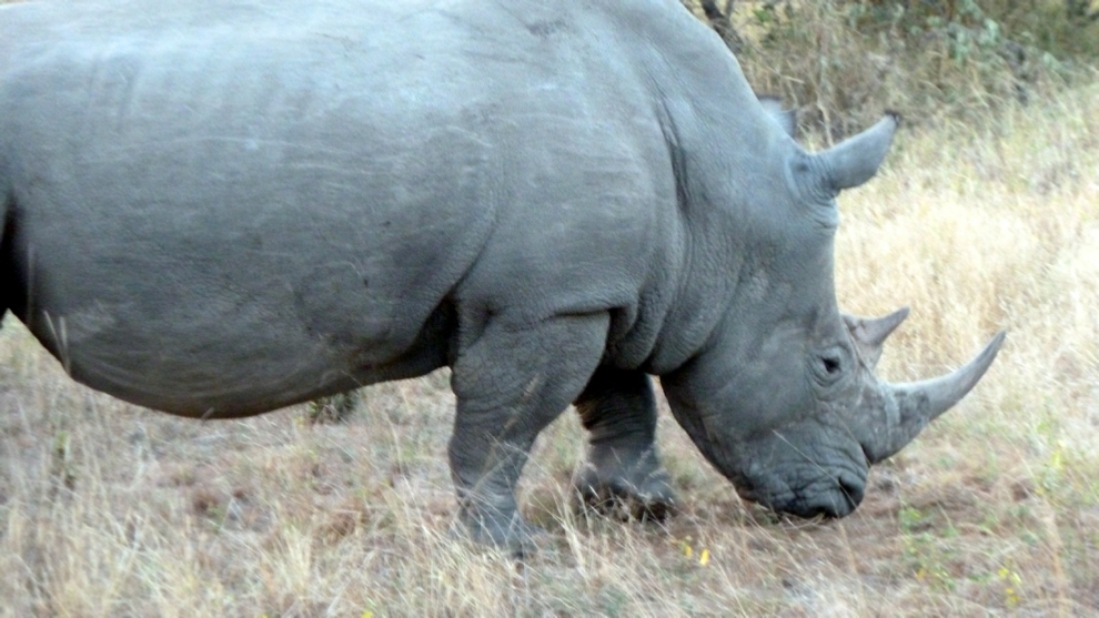 A large male Rhino just ignores us