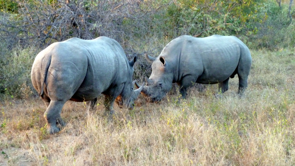 Two young male Rhinos say “Hello”