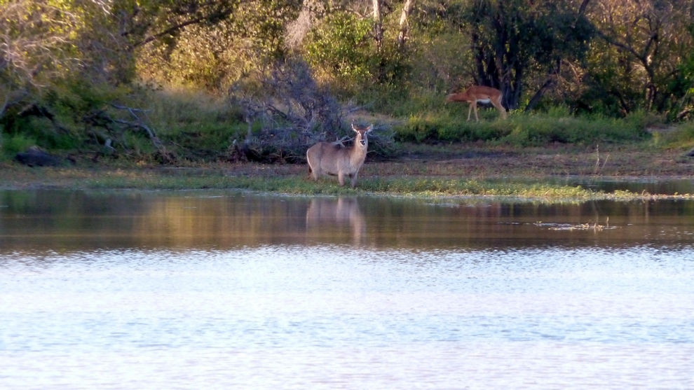 A Waterbuck grazing on aquatic plants (with an Impala joining for dinner)