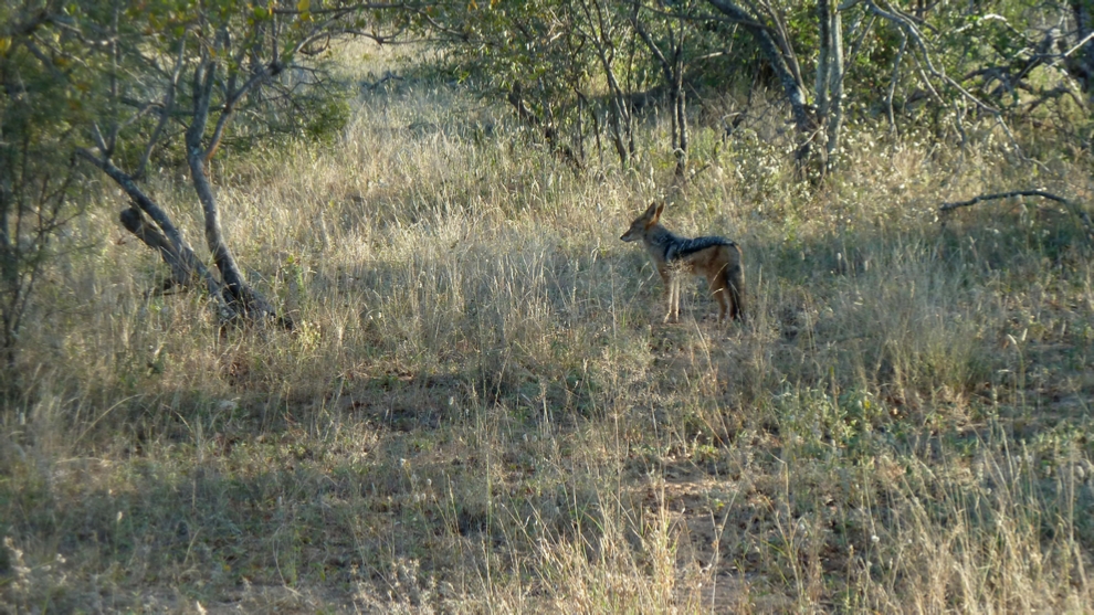 A Black Back Jackal pauses before dashing into the bush