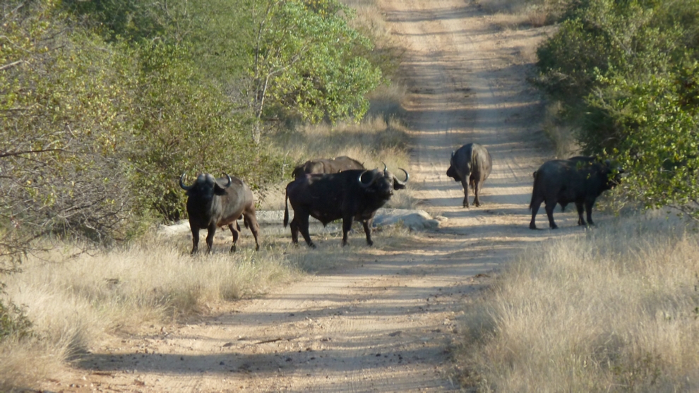 A herd of Cape Buffalo nonchalantly block our way