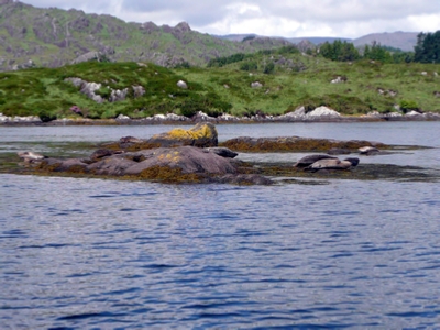 Seals in Bantry Bay near Garinish Island