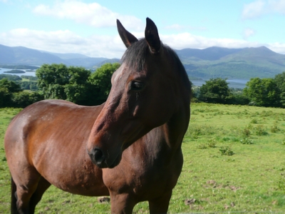 An early morning greeting by one of the locals Overlooking Lough Leane, Ring of Kerry