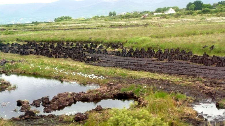 Peat drying in the bog. Note the bog cotton in the foreground.