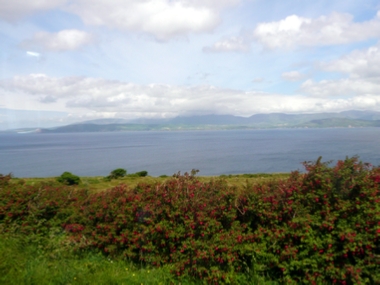 Dingle Bay with Hardy Fushia in the foreground