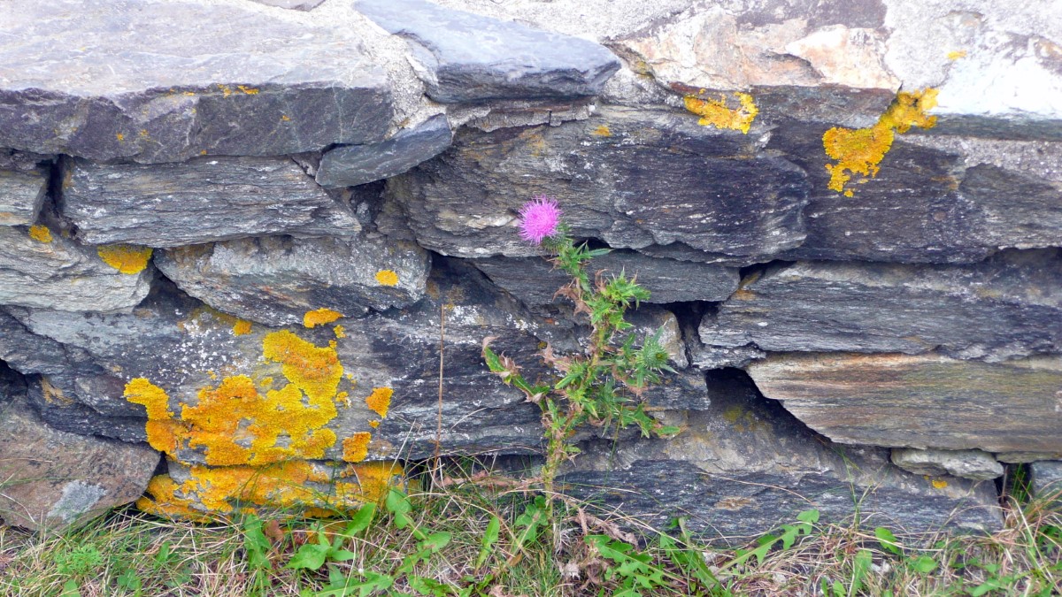 A Lone Thistle at Two Lights State Park