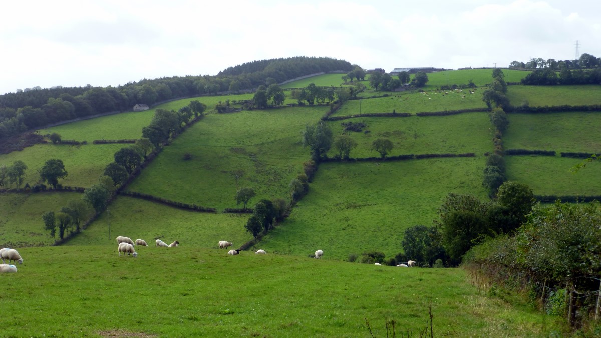 Along the road to Tyrone Ditches