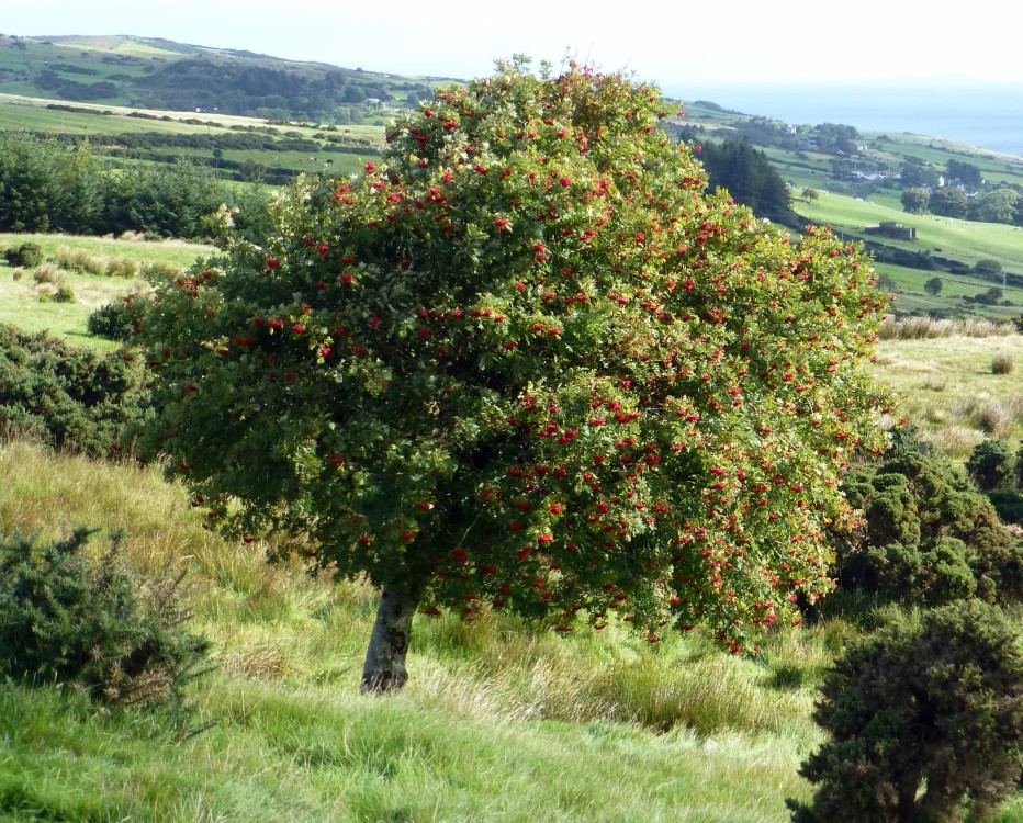 A Rowan tree along the road to the Causeway