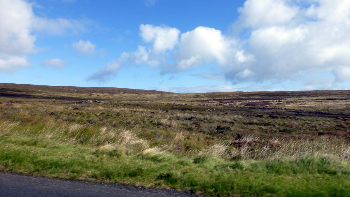 Heather in the Irish hills of Antrim