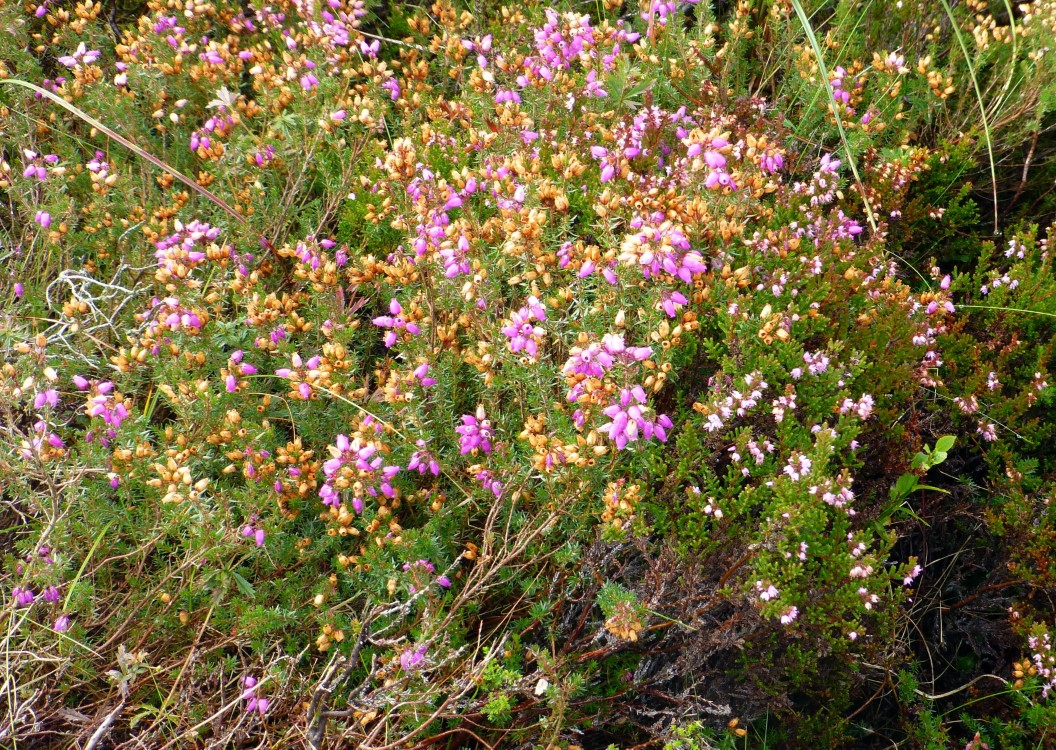 A small patch of blooming heather