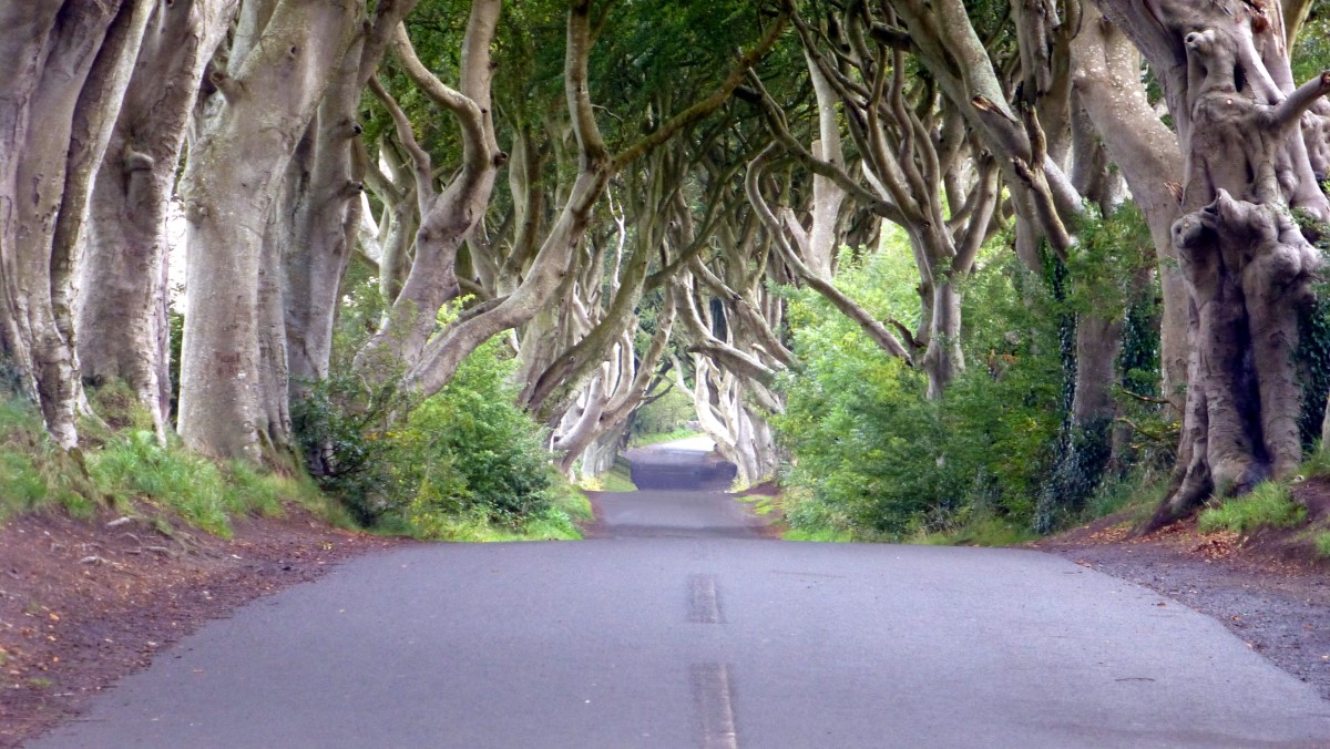 The REAL Dark Hedges