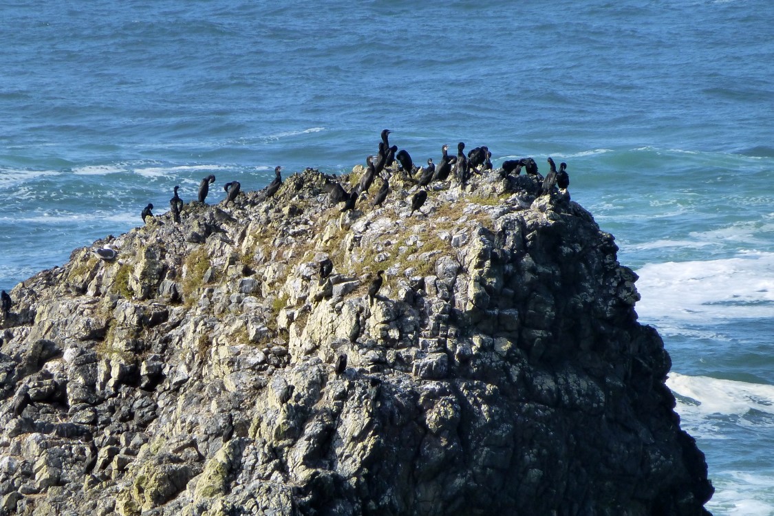 Cormorants resting on a large rock.