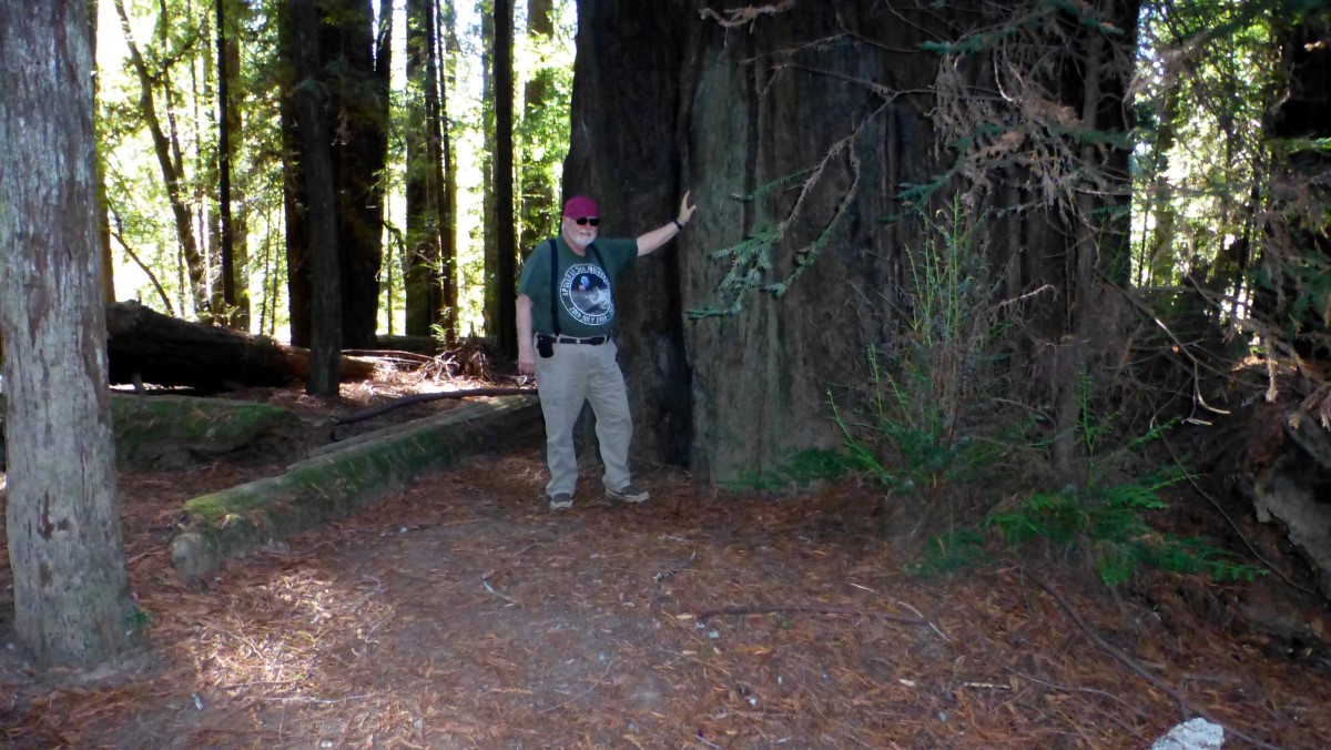 US101 has the nickname of the Redwood Highway on its journey through Cali. Here you can see one of the mighty specimens. Makes me look at least 10 lbs lighter! (This is reminiscent of standing next to the ancient Yew tree in Ashton Court in England. To see that picture, <a href='page273.html' target='_blank'>click here</a>.)