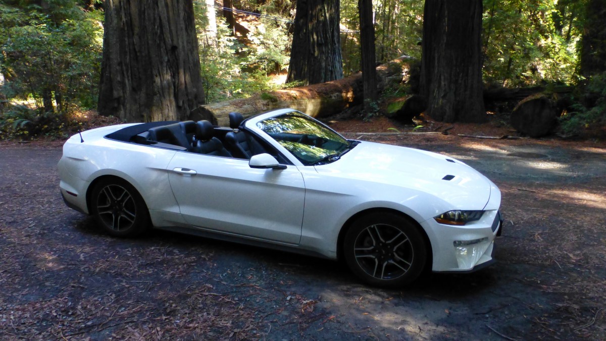 Our wild Mustang amongst the redwoods. Yes, it got on up into the 70s and we kept the top down the rest of the day.